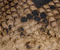 Marlene Ballerina in Python-Embossed Taupe swatch