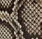 Small Joan Hobo in Natural Python swatch