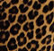 Jelson Coat in Leopard Print Haircalf swatch