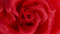Frankie Floral Brooch in Crimson swatch