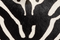 Medium Lotus Tote in Zebra Print Haircalf and Black Suede swatch